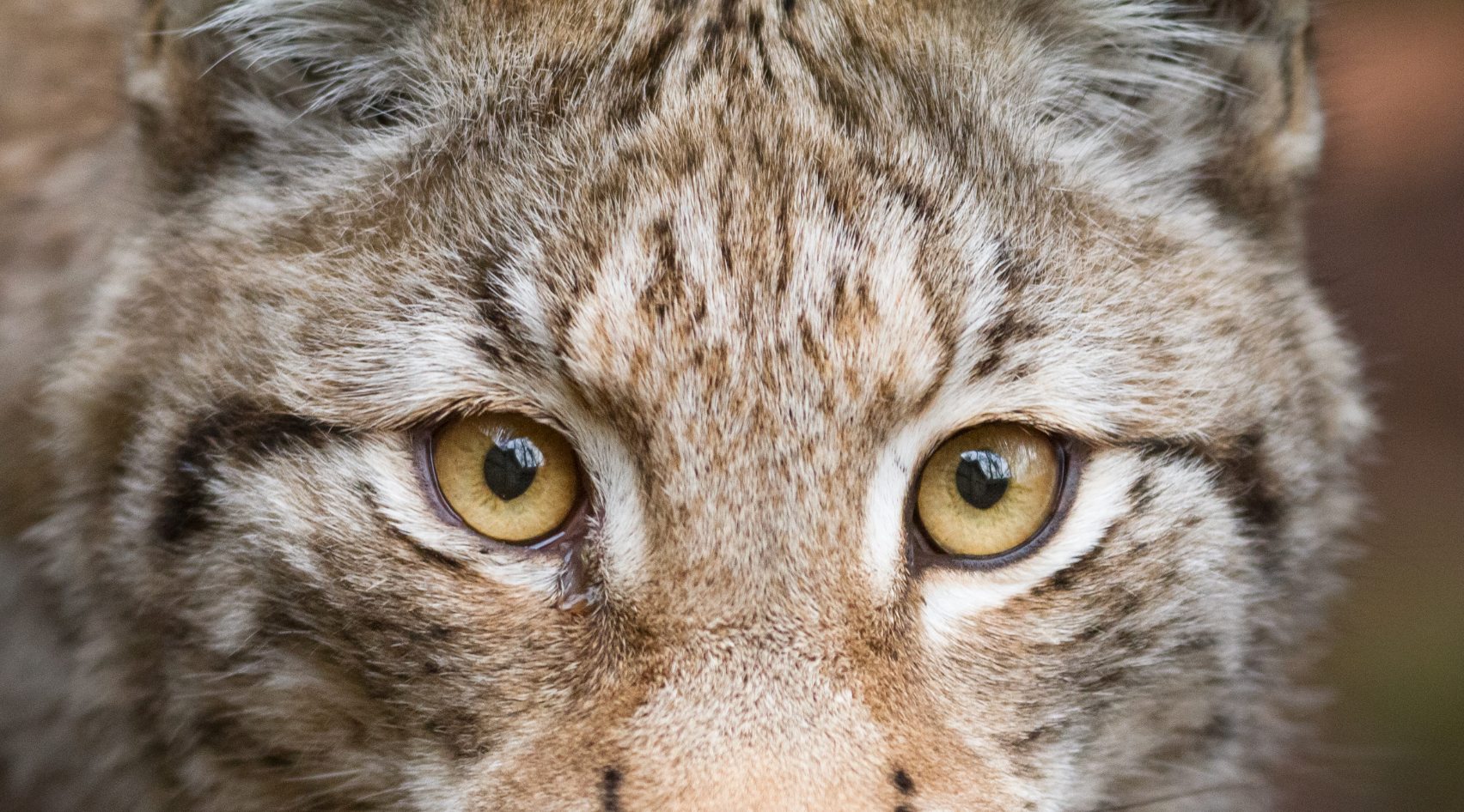 yeux perçants du lynx