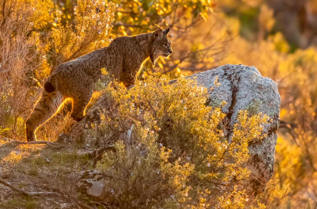 Lynx qui observe