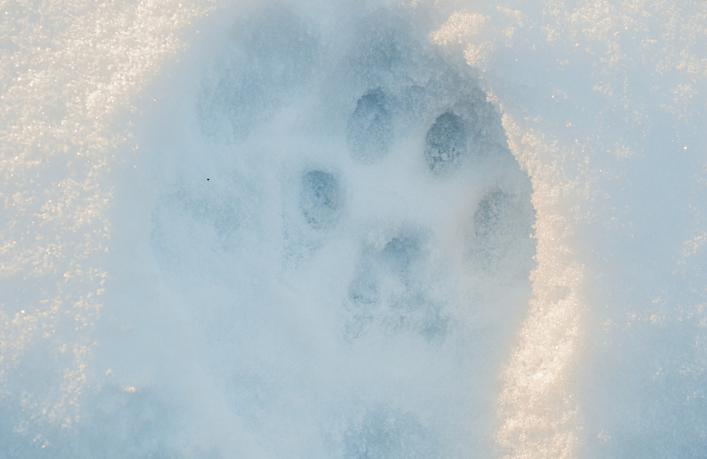 trace de lynx dans la neige
