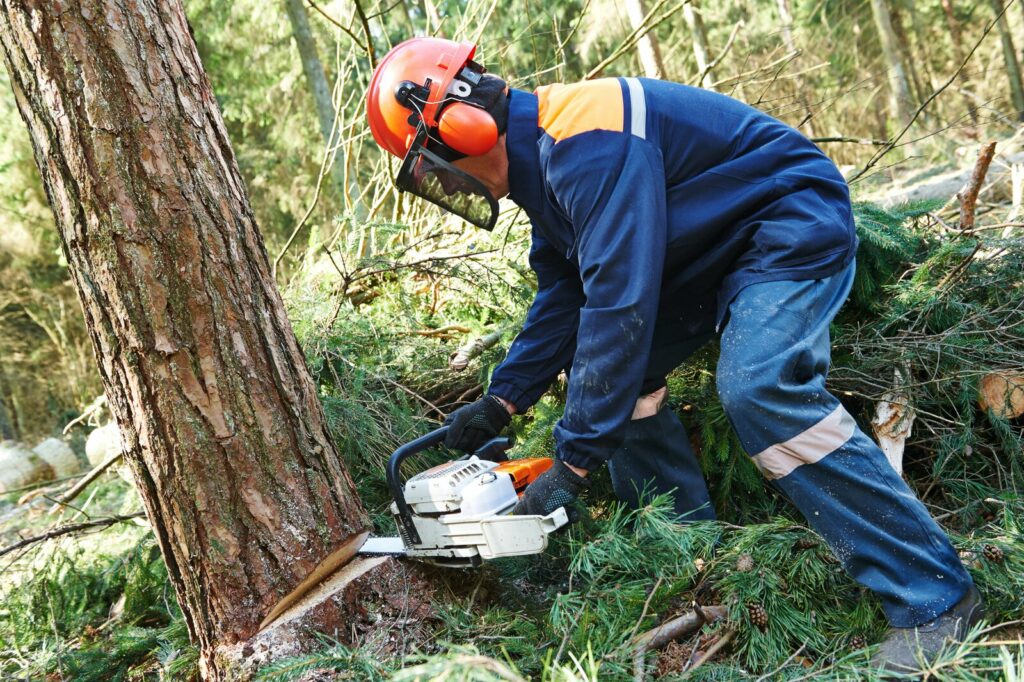 Agent forestier à la tronçonneuse en parcelle isolée